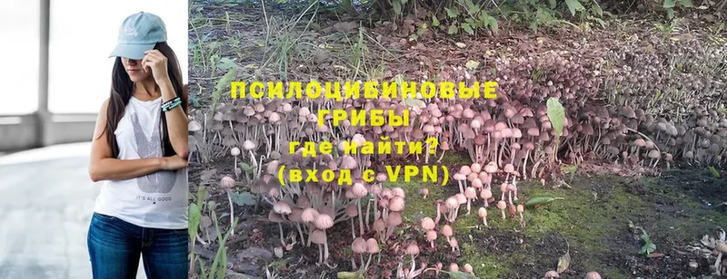 дарк нет наркотические препараты  Солигалич  Галлюциногенные грибы Psilocybe  как найти закладки 